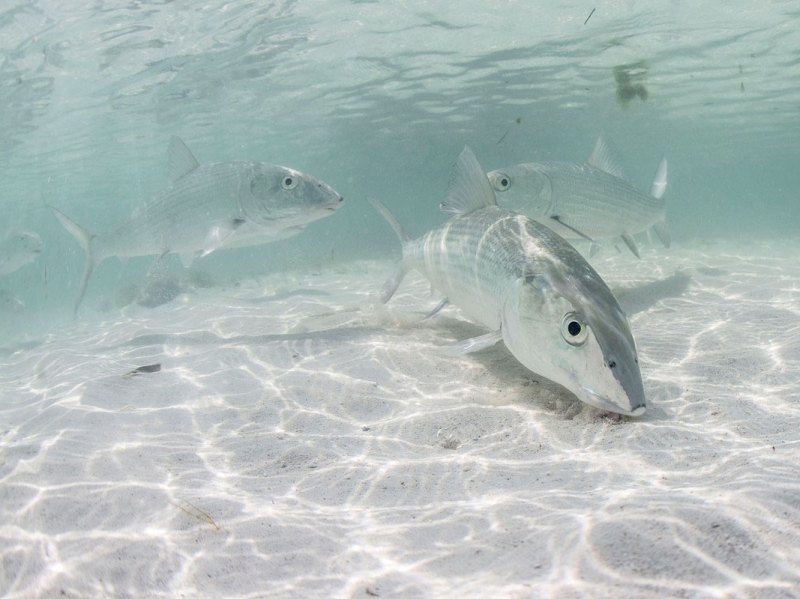 SPF0522-WIF-Bonefish Bonefish on the flats