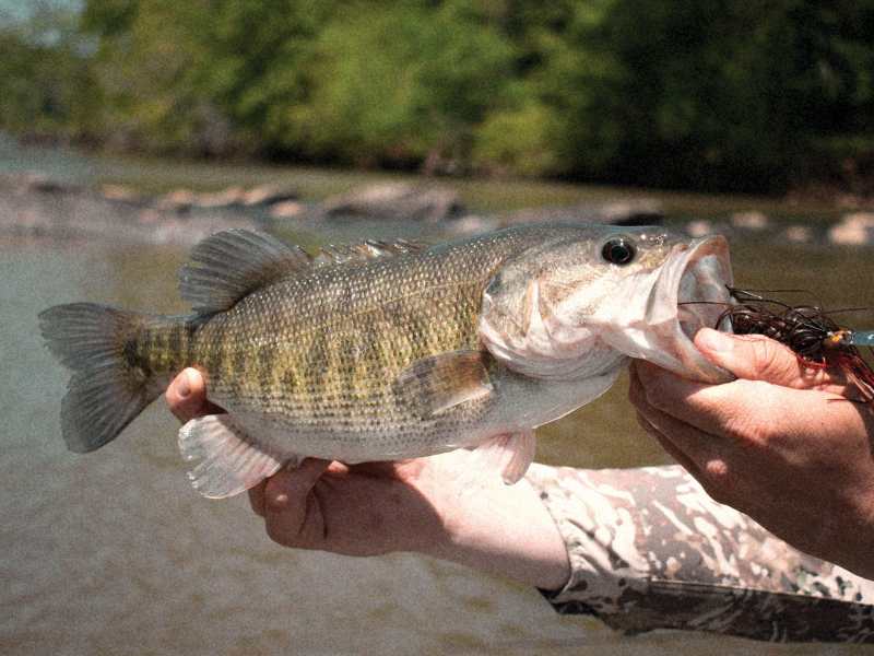 SPF0622-Inshore-Flint-Shoal-Bass-2 Shoal bass on the Flint River