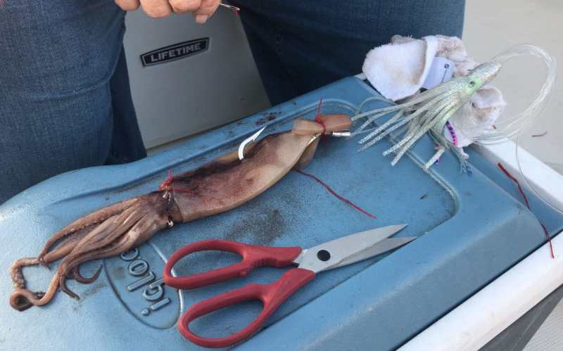 Large squid bait for swordfish