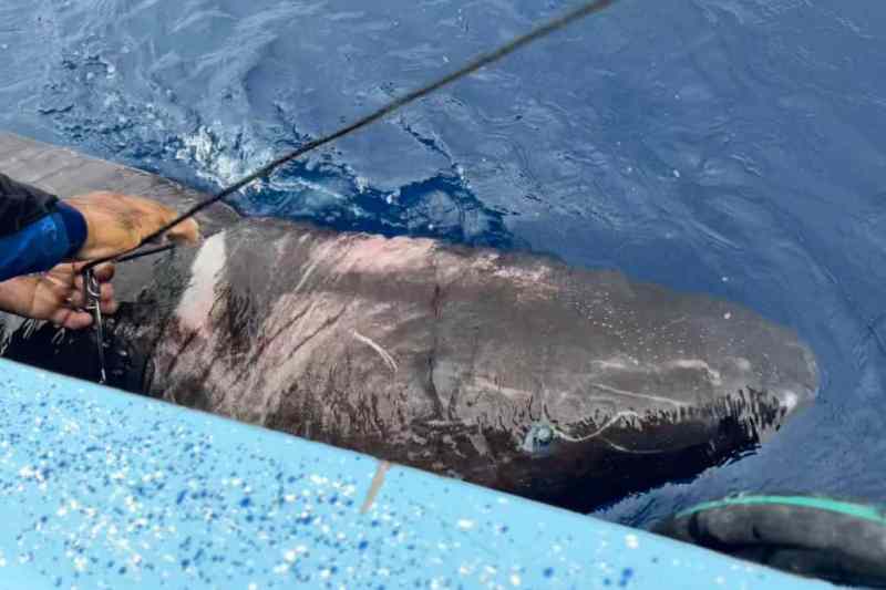 SPF0722-Arctic-Shark Greenland shark caught near Belize