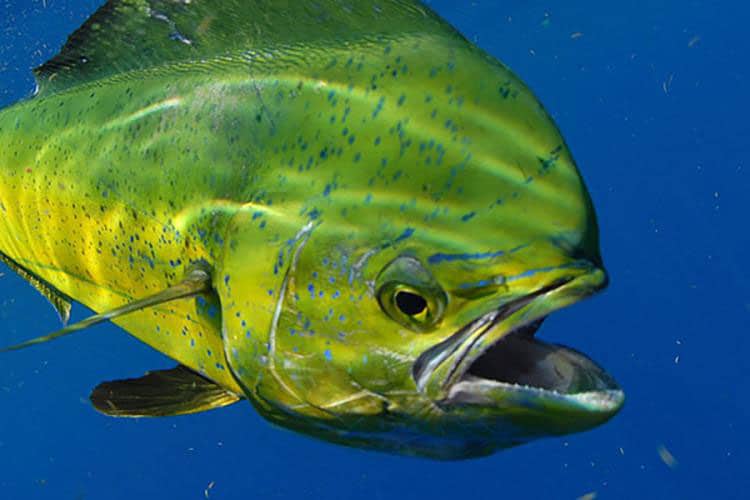 SPF0722-mahimahi-noaa Mahi underwater