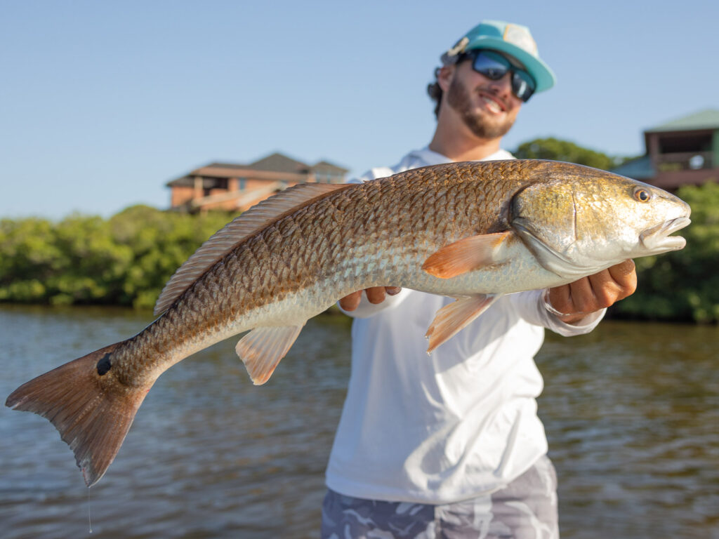 Gulf redfish