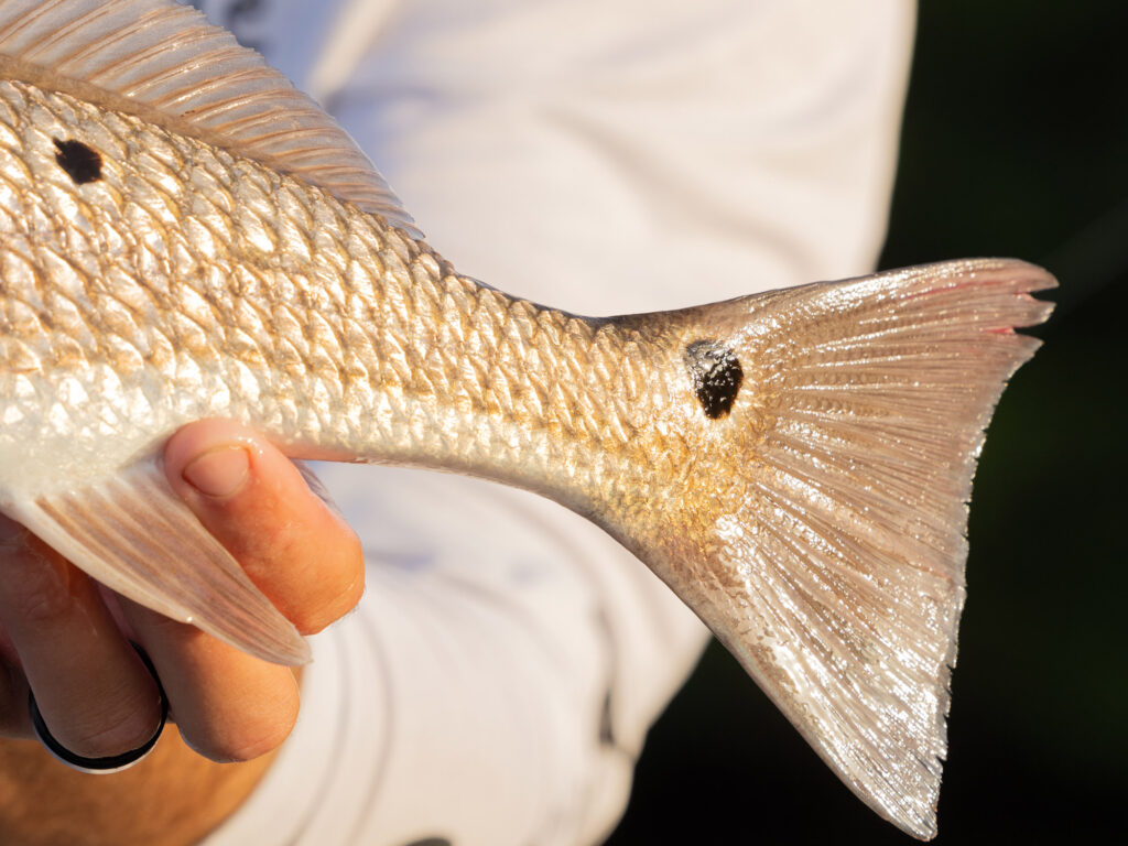 redfish tail spot