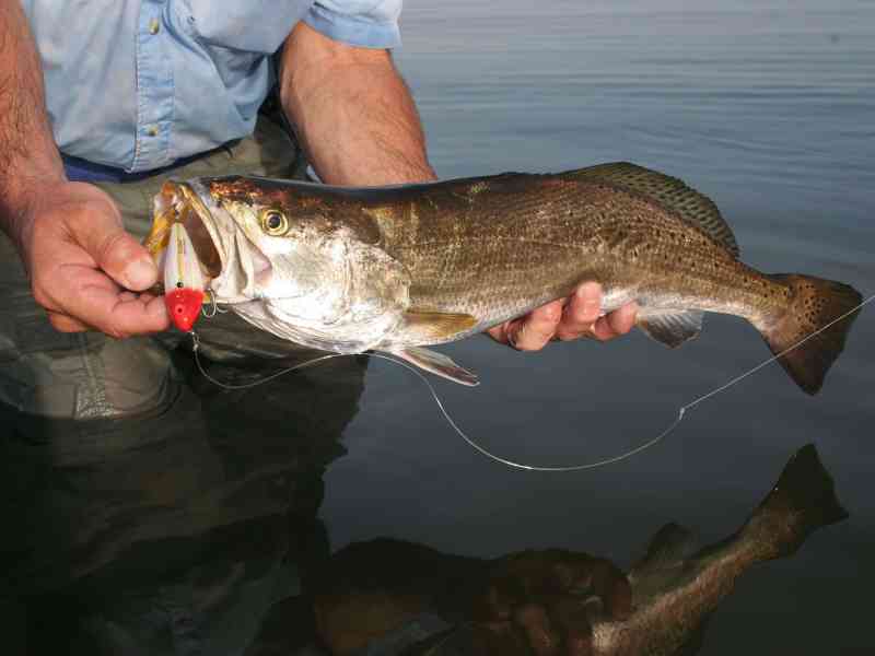 SPF0922-LA-trout Louisiana trout fishing