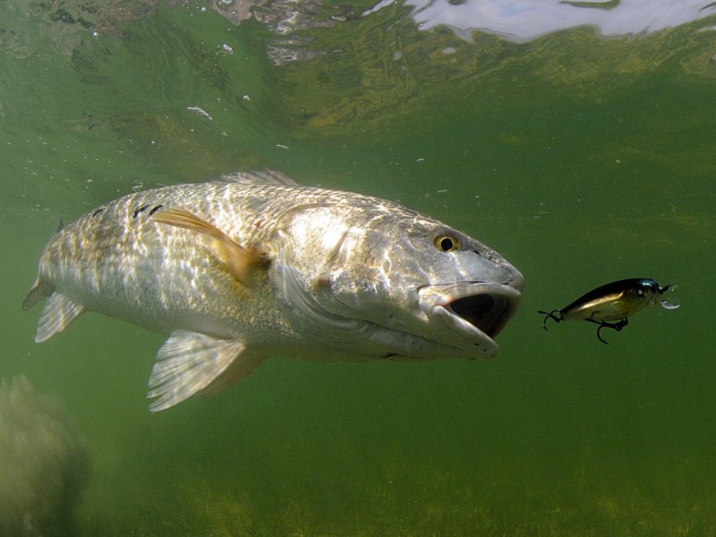 Redfish chasing bait underwater