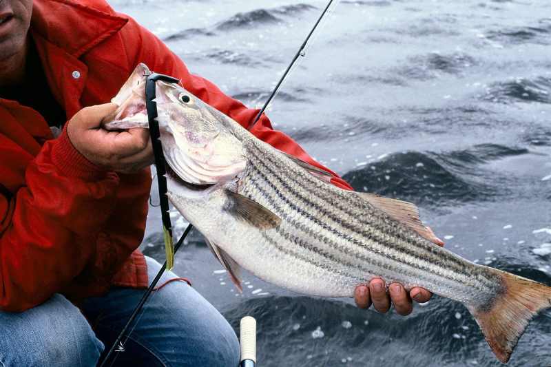 R1-401 autumn striper