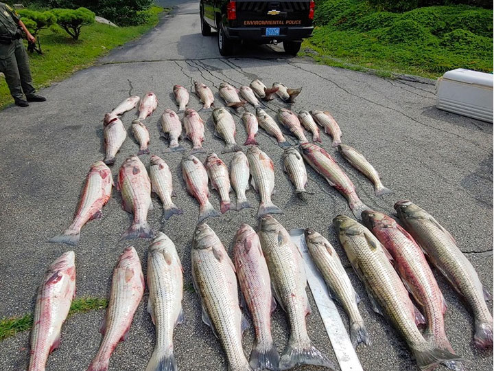 Rhode-Island-EPO-striper-bust Large cache of illegal stripers