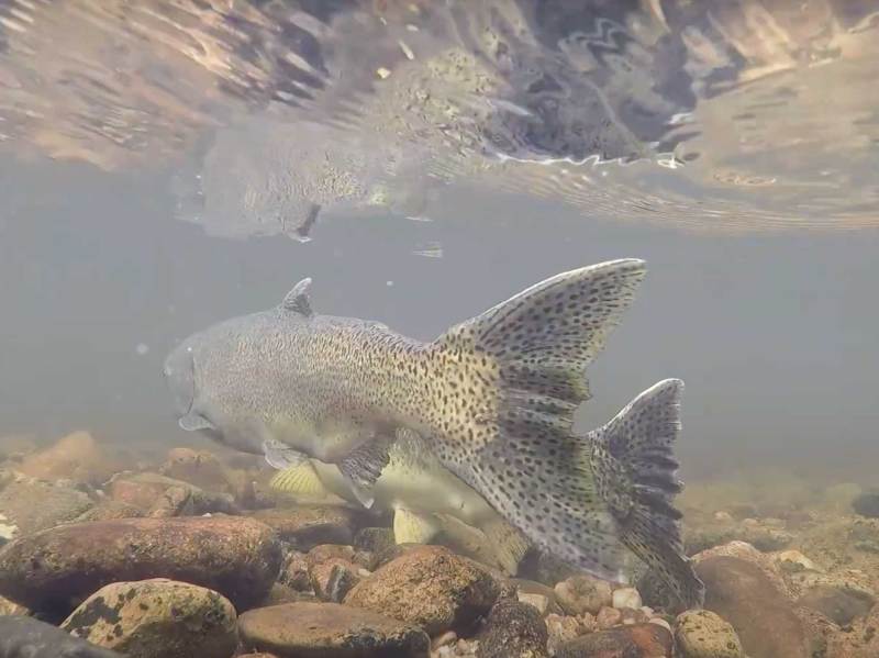 SPF1122-Chinook-1 Chinook salmon spawning
