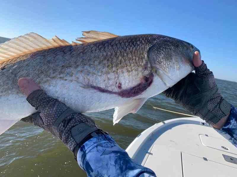 SPF1222-Louisiana-sharks Redfish with shark bite