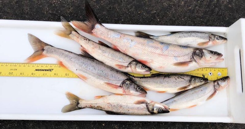 Pikeminnow Rigs Anglers Targeting Destructive Pikeminnows Made Nearly $1.4 Million In 2022