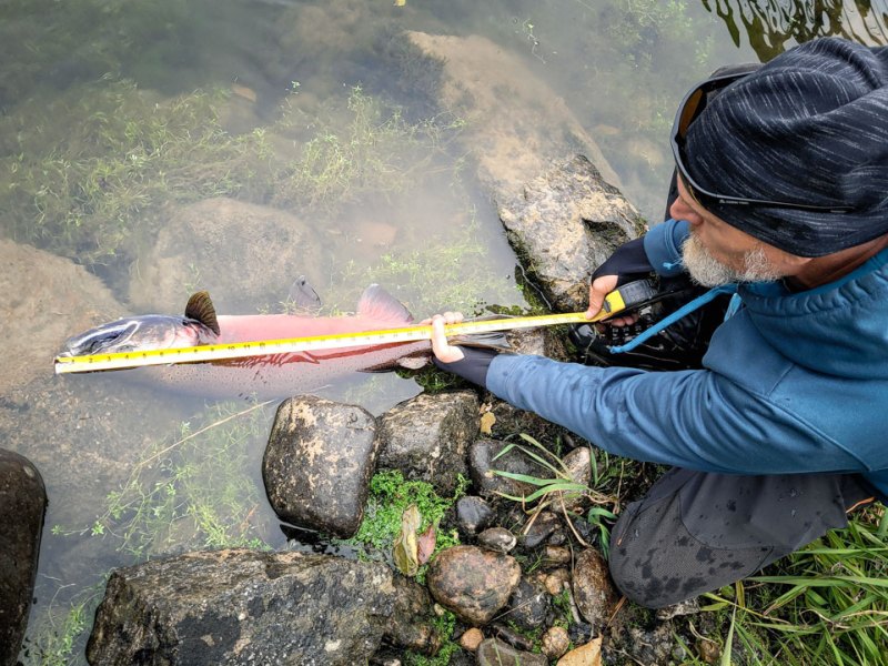 SPF1222-Salmon-Idaho Jerry SMith measuring salmon