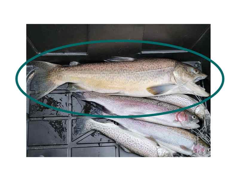 Arizona-Record-Tiger-Trout Arizona tiger trout