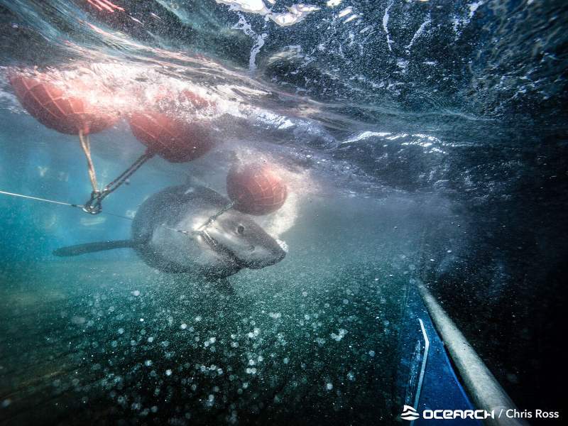 OCEARCH_NovaScotia_Maple white shark named Maple