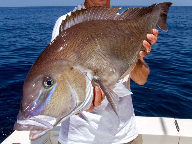Atlantic-blueline-tilefish Atlantic Blueline Tilefish