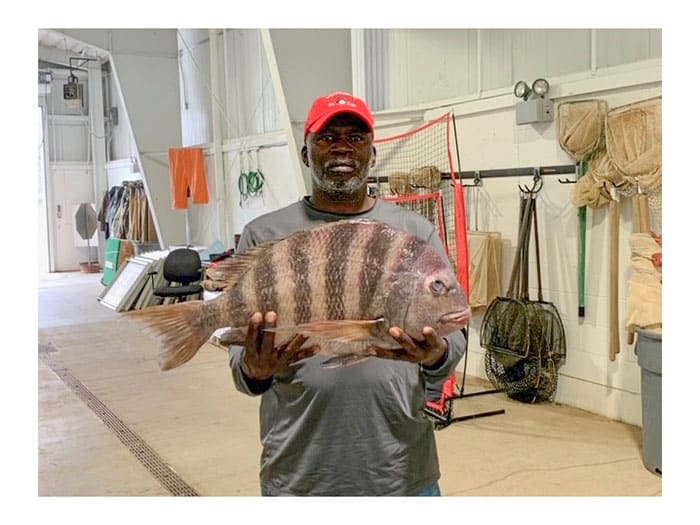 Georgia_sheepshead_record Georgia record sheepshead