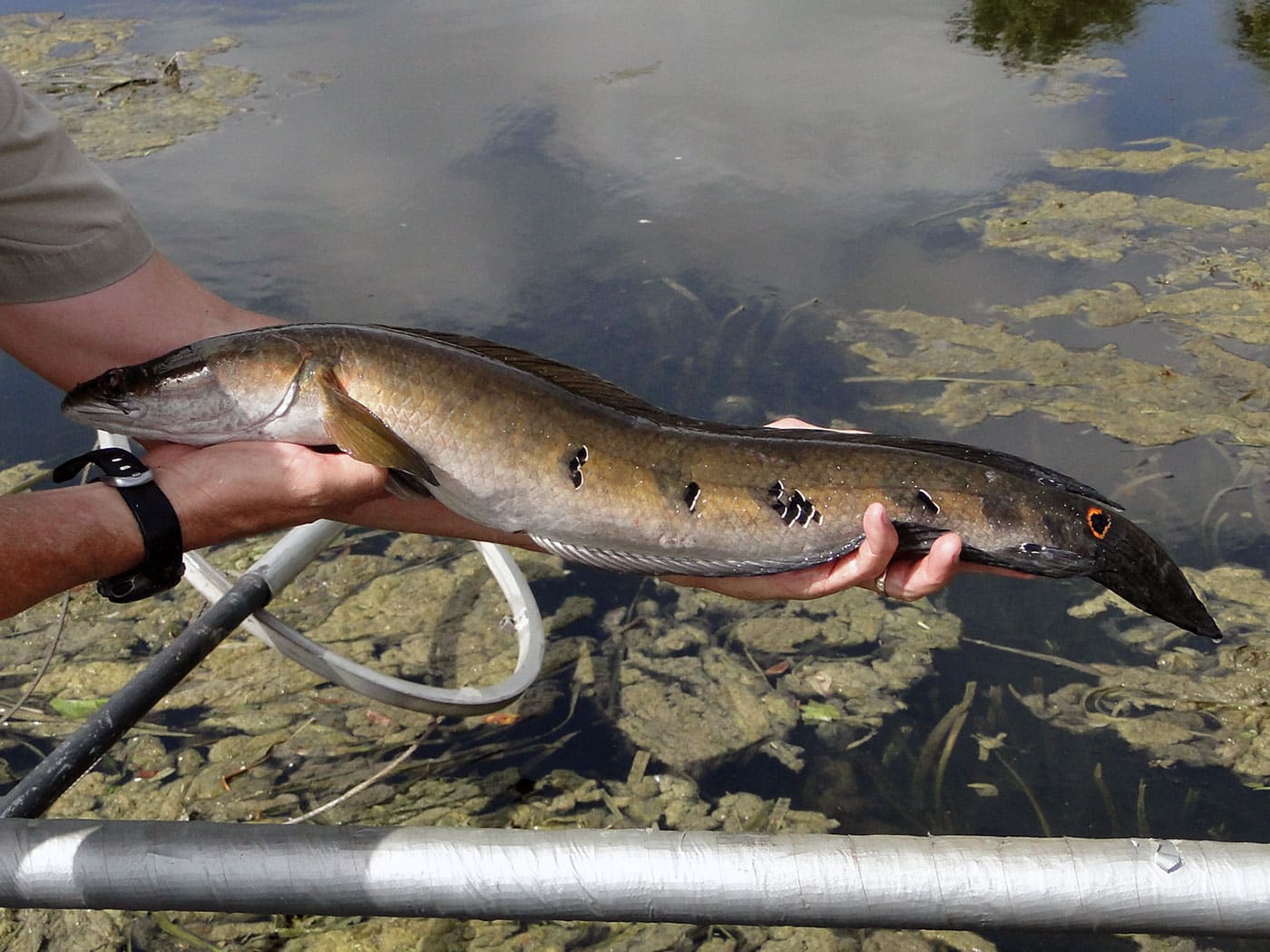 Snakeheads Removed from Florida Gulf Pond Sport Fishing Mag