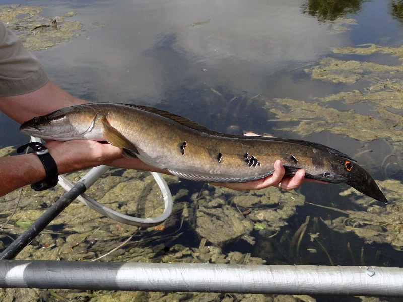 bullseye_snakehead bullseye snakehead