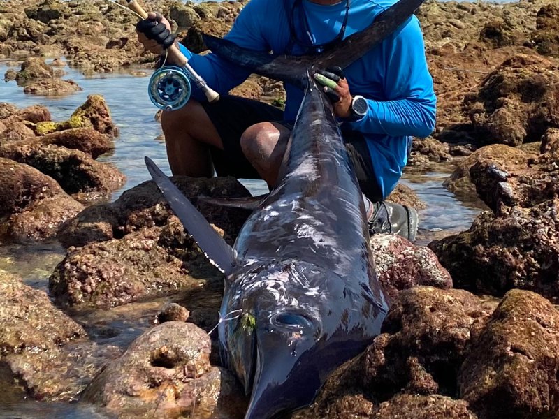 swordfish-fly-fishing swordfish caught on fly tackle from the shore
