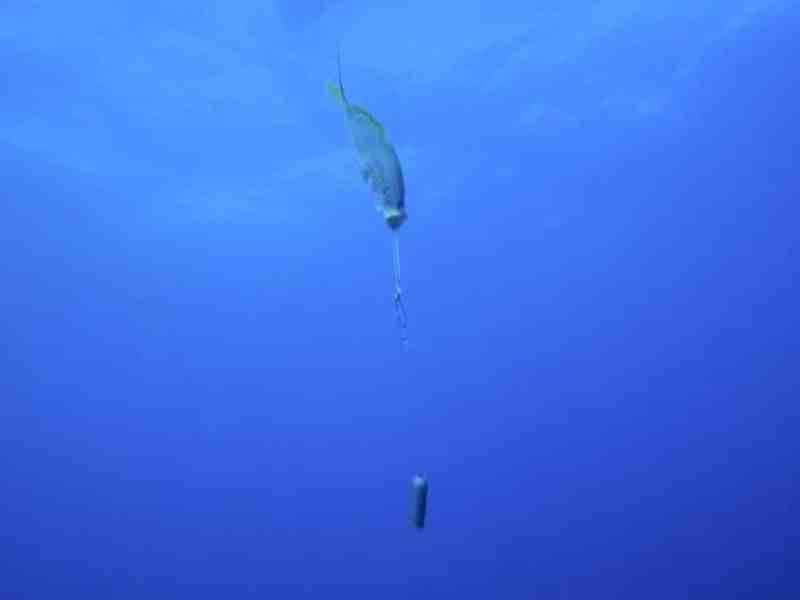 SPF323-Keys-Barotrauma Protecting reef fish