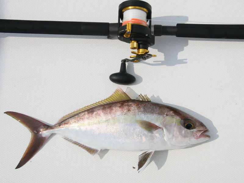 lesser-amberjack lesser amberjack