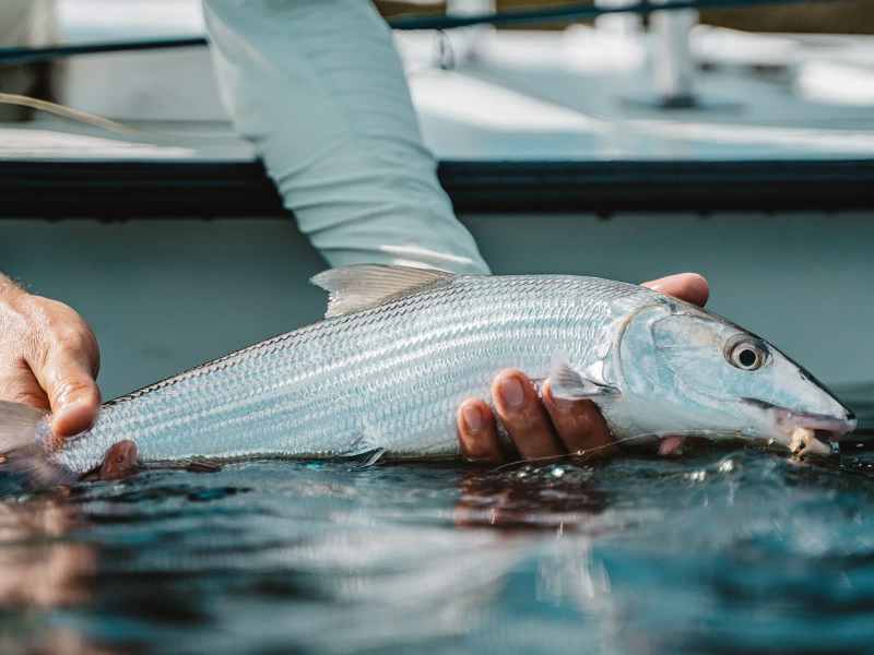 Bonefish-boat-release bonefish release from boat