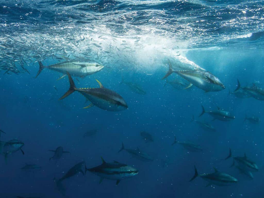 School of bluefin tuna