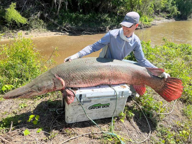 SPF423-big-gar-on-cooler Large alligator gar