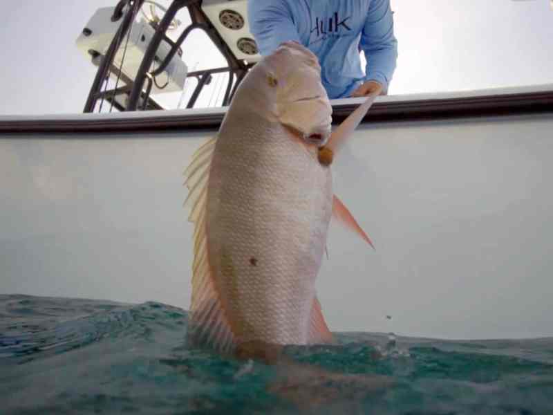 SWS-SPF323-Keys-Release Releasing a fish in the Keys