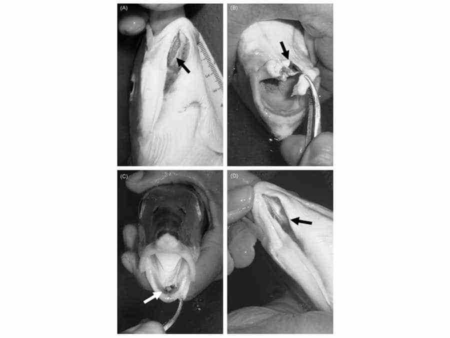 Holding Fish Vertically Causes Fish Injuries | Sport Fishing Mag