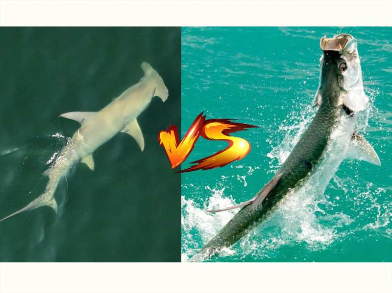 hammerheads-and-tarpon