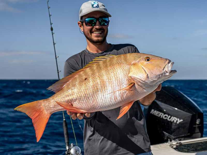 mutton-snapper mutton snapper