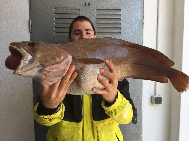 IGFA-forkbeard forkbeard fish