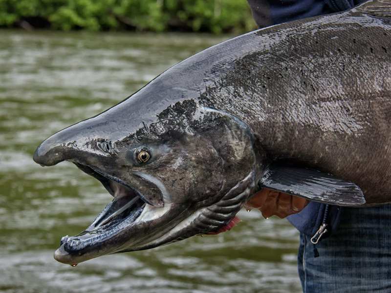 Alaska-king-salmon Alaska king salmon