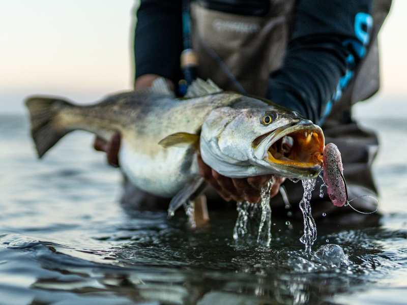 SPF0623-Skinny85-Trout Large seatrout