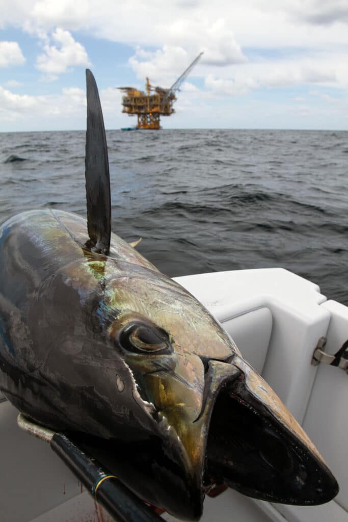 Large yellowfin tuna caught near oil rig off Venice, Louisiana