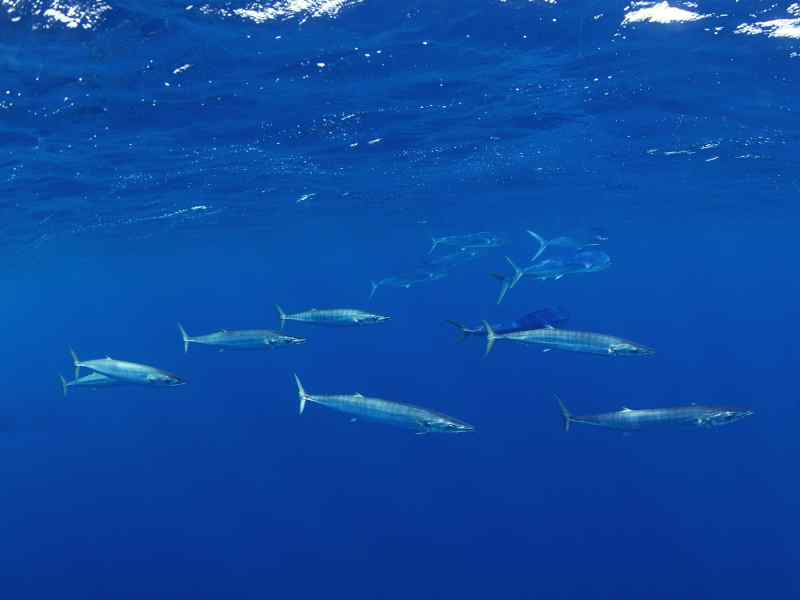 underwater wahoo school
