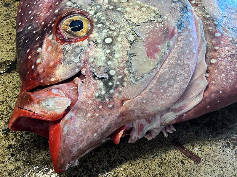 opah-caught-california opah caught in California