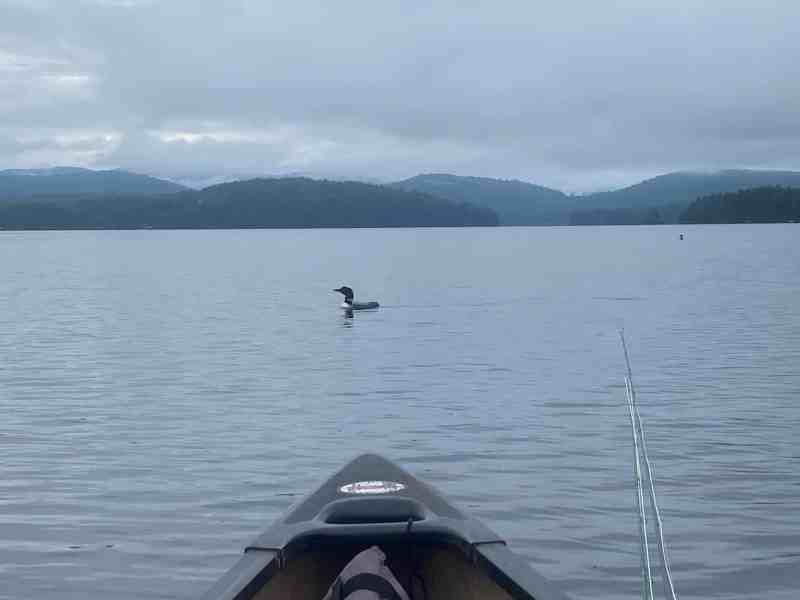loons on mountain lake