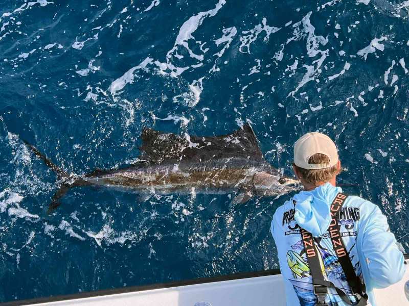 Florida-sailfish-release florida sailfish boatside