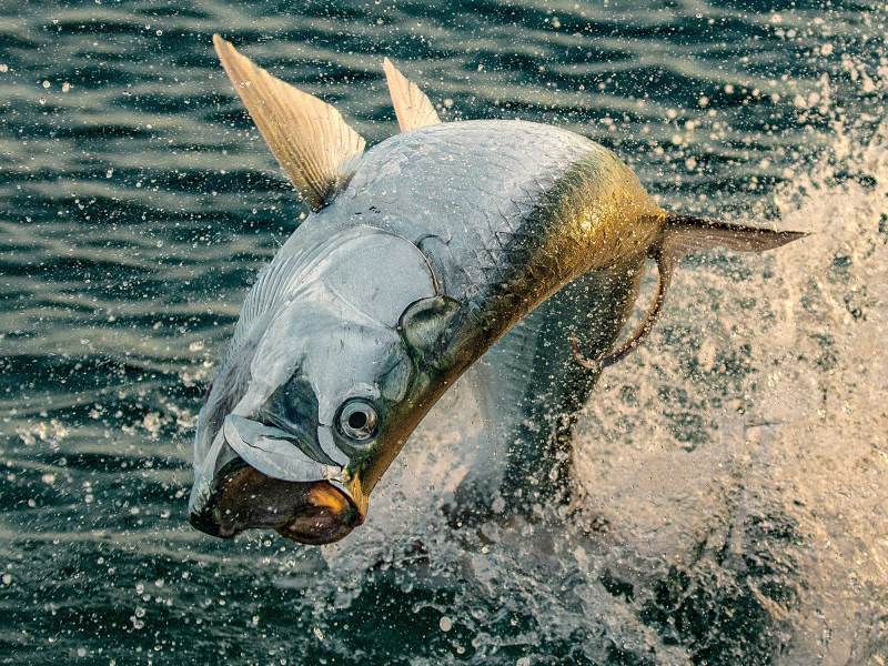 You better bow to the king when a big tarpon like this goes airborne, but keep the pressure on when it’s in the water if you want to see one up close.
