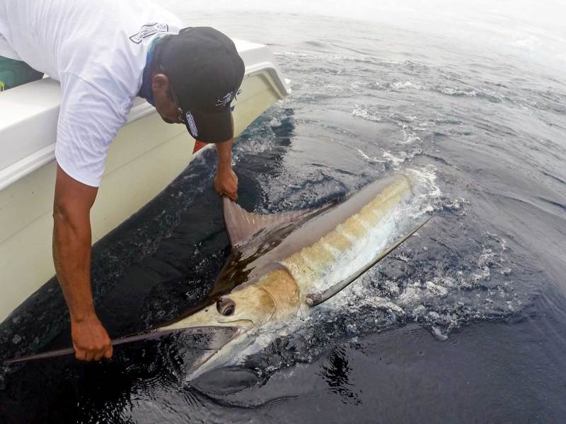 costa-rica-marlin blue marlin release