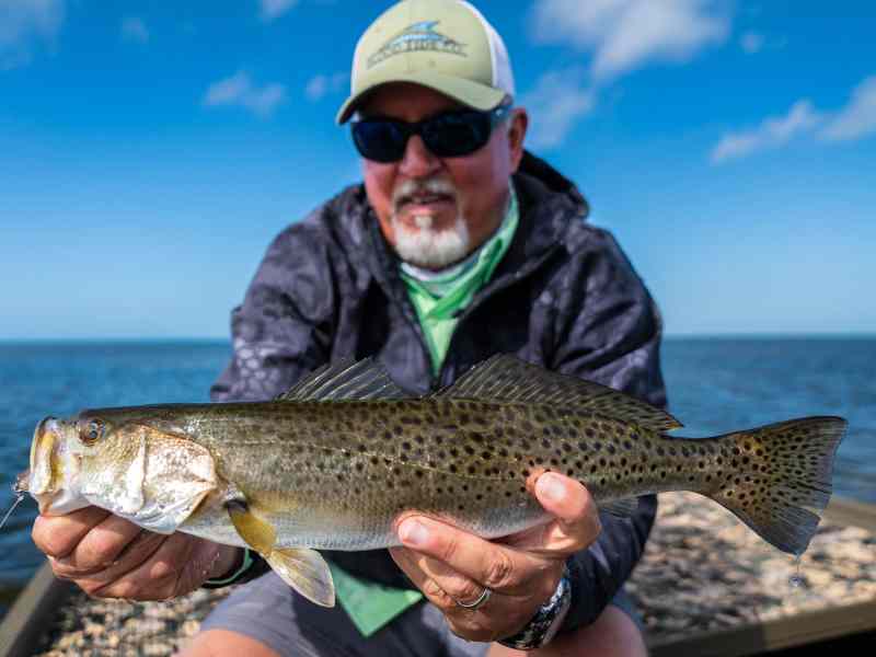 seatrout-holdup spotted seatrout
