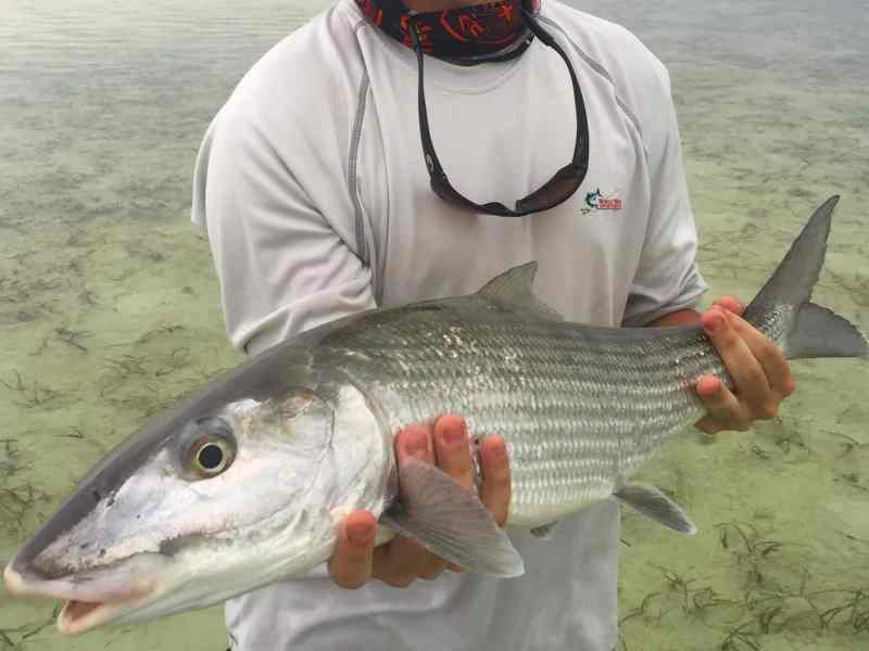 Chub-bonefish chub cay bonefish