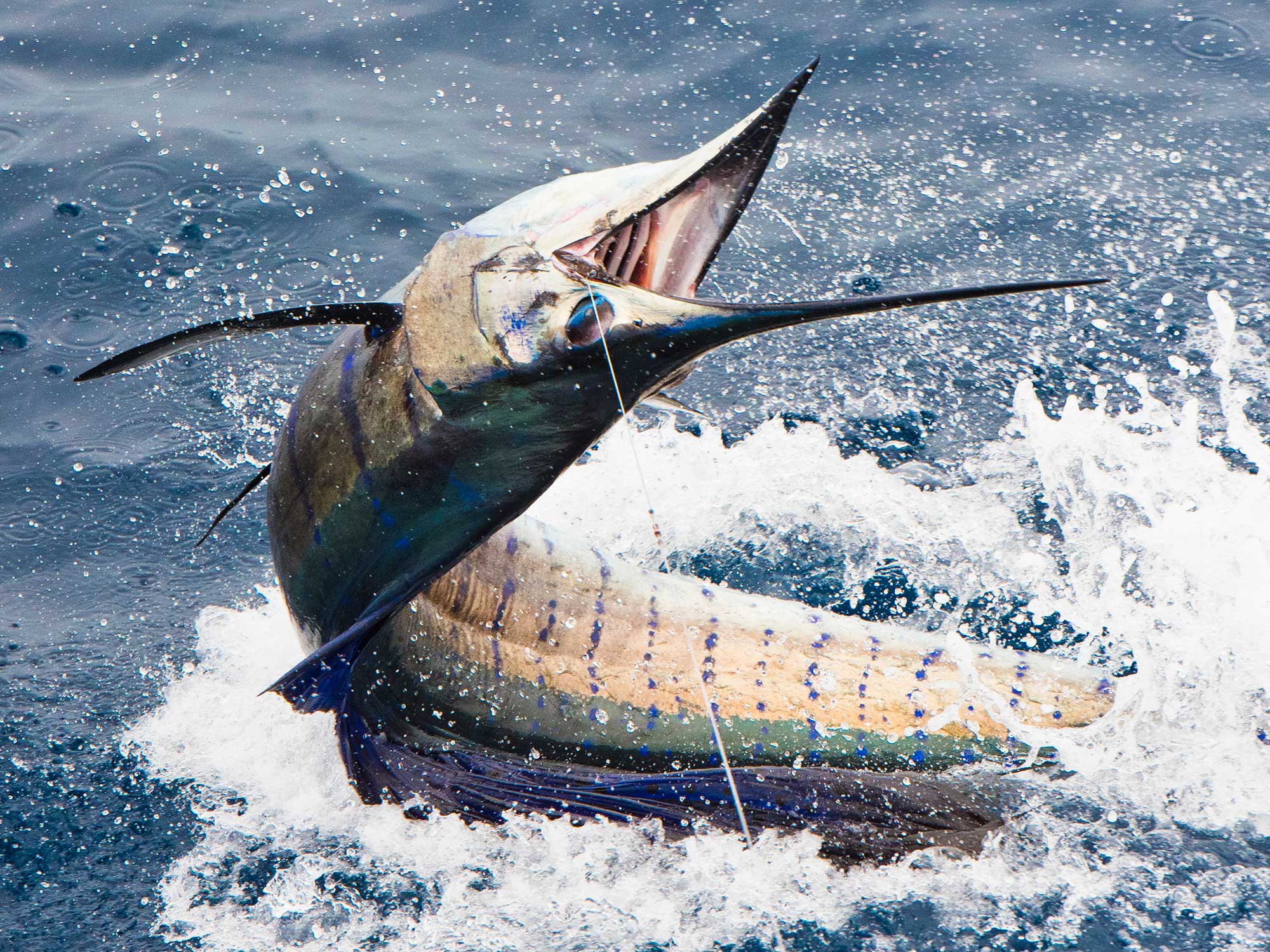 Pesca a vela de clase mundial en Guatemala |  revista de pesca deportiva