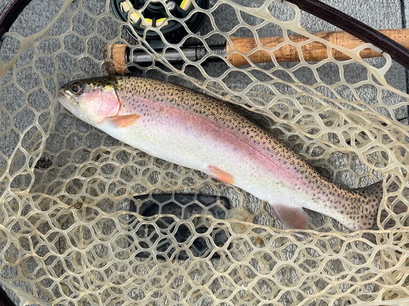 Utah rainbow trout