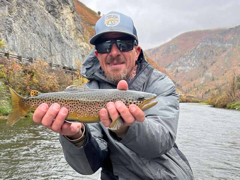 utah-brown-trout Utah fly fishing brown trout