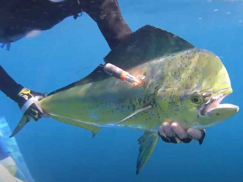 FSH224-Keys-DRP Releasing a tagged dolphin