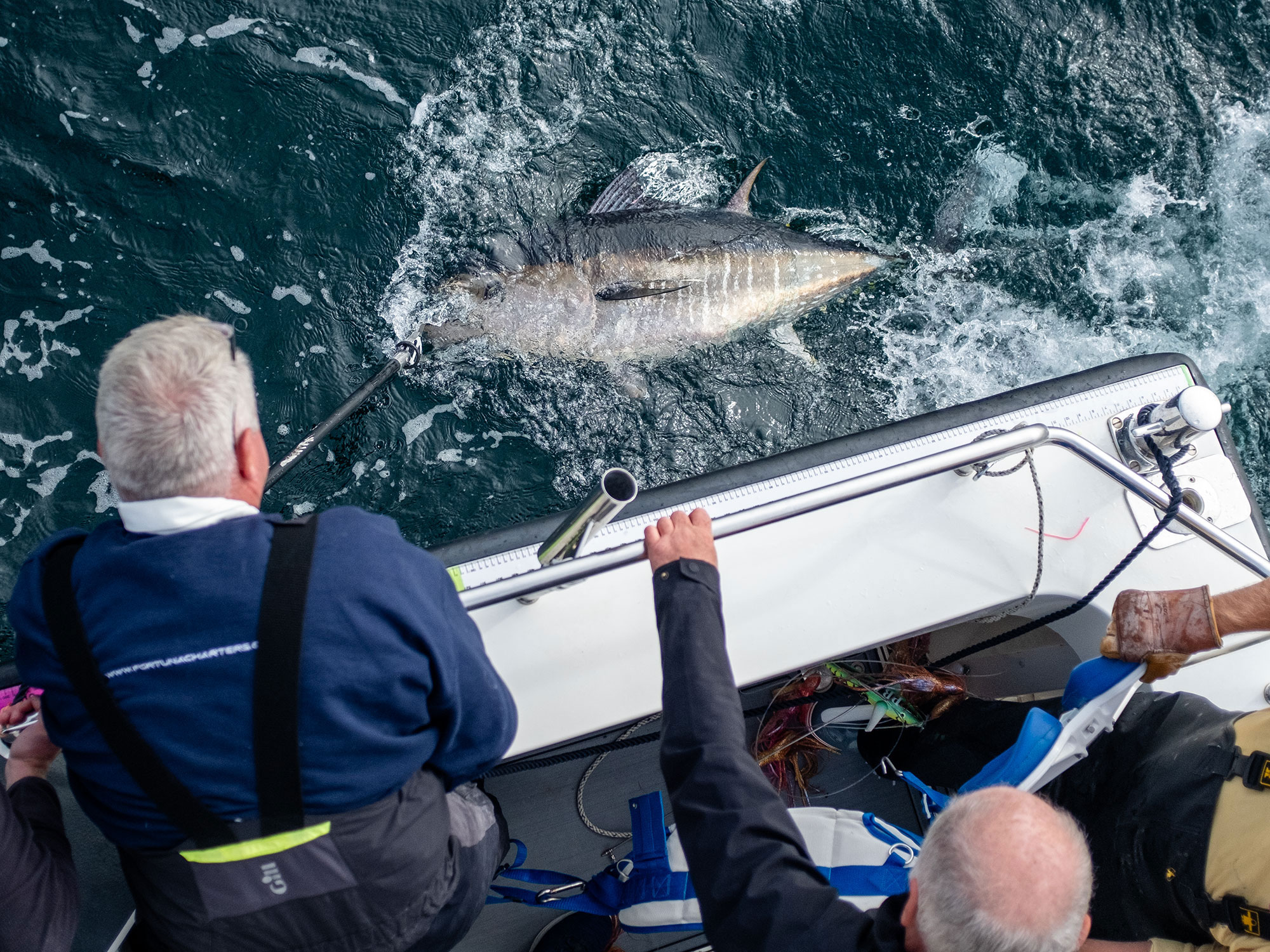 Bluefin tuna fishing in the UK
