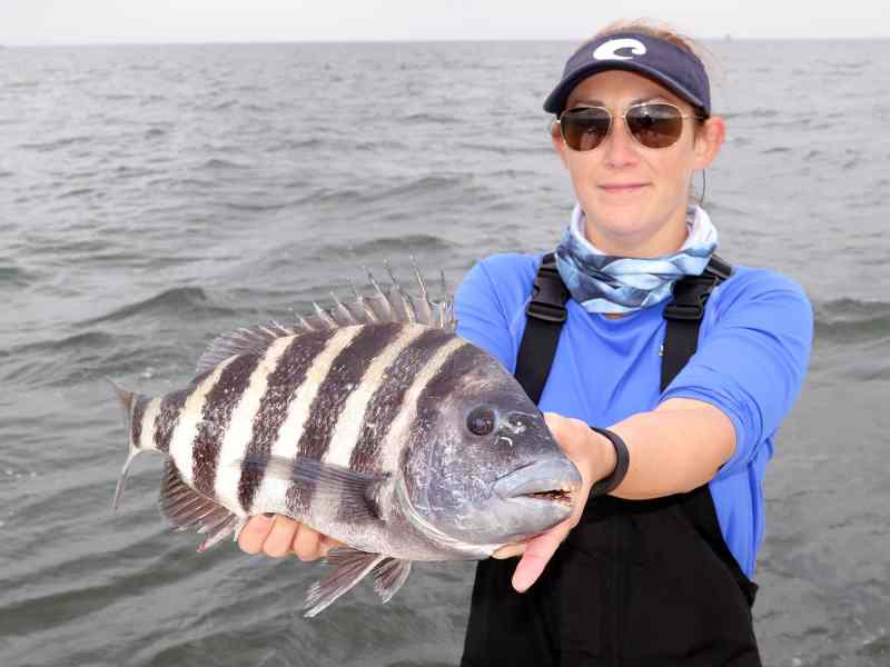 Sheepshead-catch big sheepshead catch