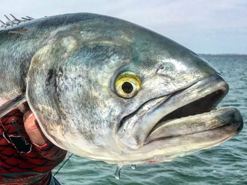 closeup-bluefish bluefish catch